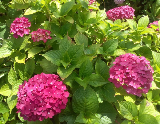 Hydrangea macrophylla Alpengluhen