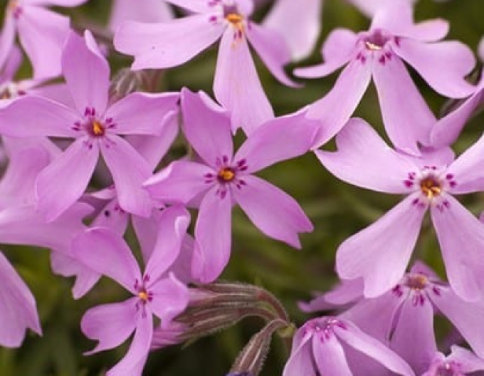 Phlox ´Moerheimi´
