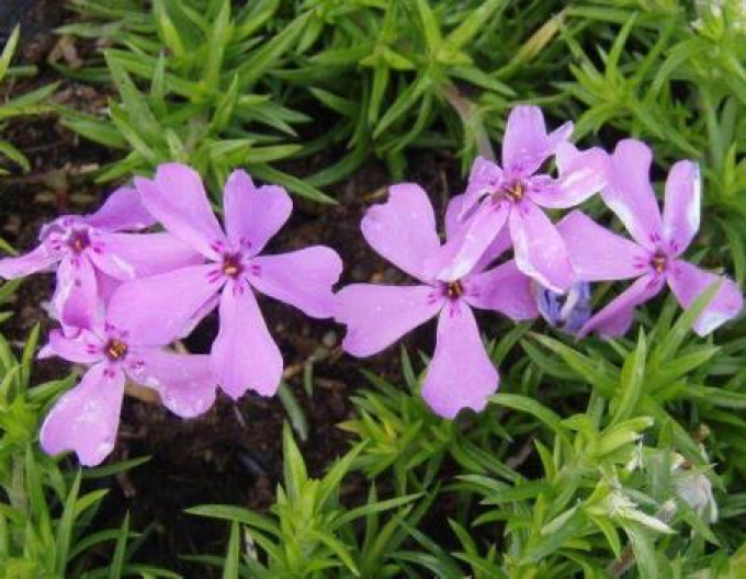 Phlox ´Moerheimi´