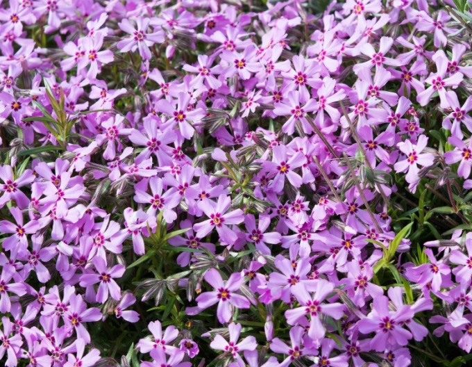 Phlox ´Moerheimi´