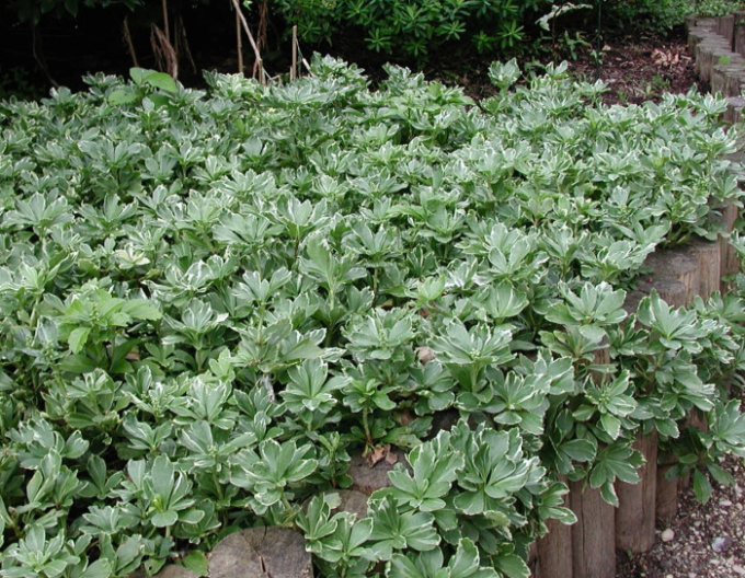 Pachysandra  ´Variegata´