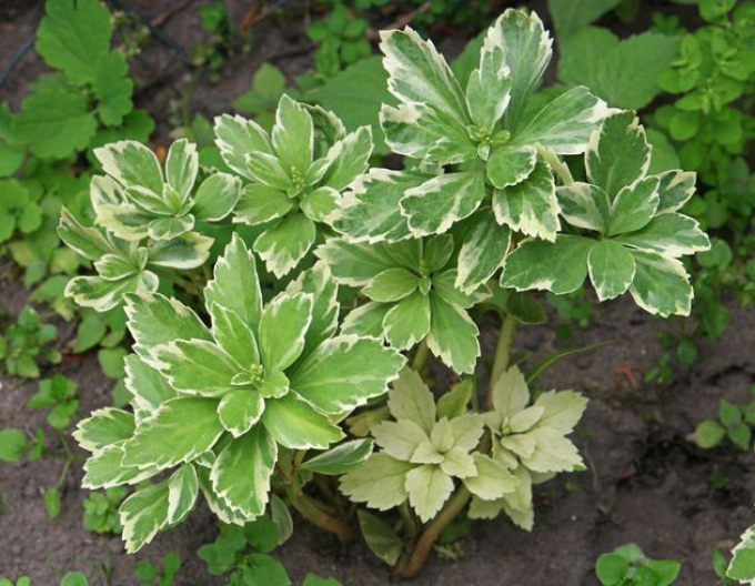 Pachysandra  ´Variegata´