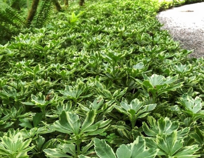 Pachysandra  ´Variegata´