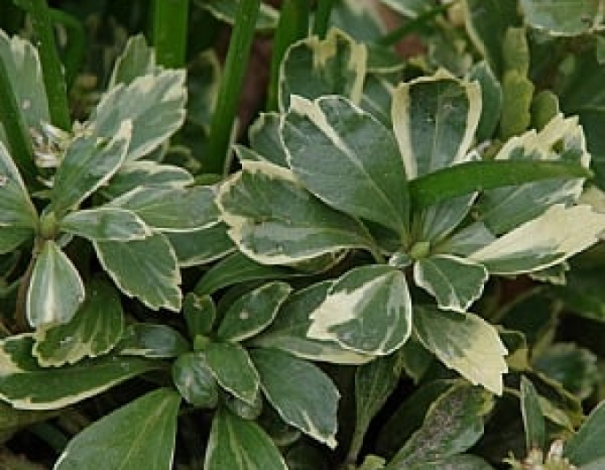 Pachysandra  ´Variegata´
