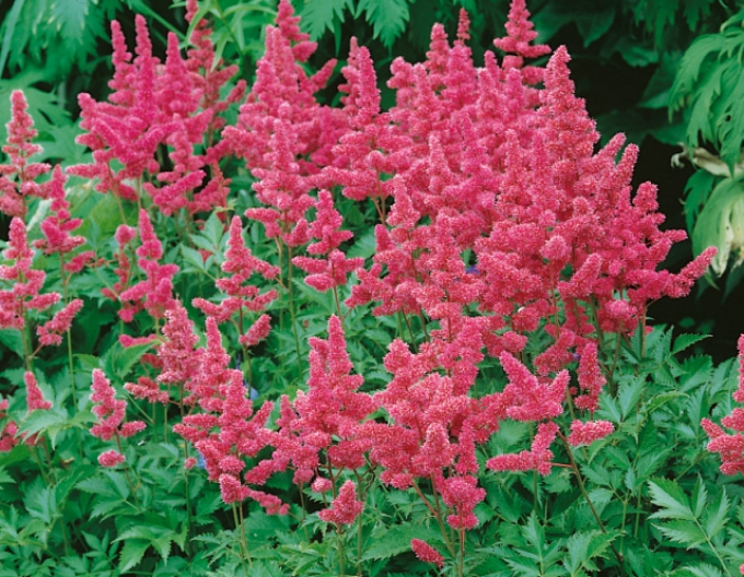Astilba japonica Cologne