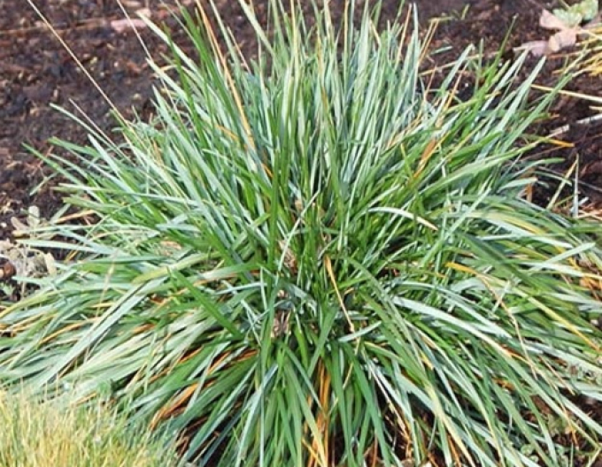 Sesleria 2l