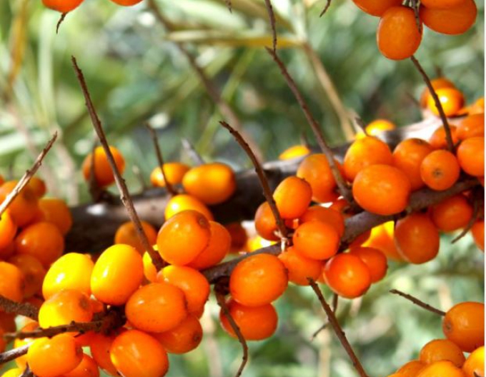 Cătină de mare feminin ´Nela´