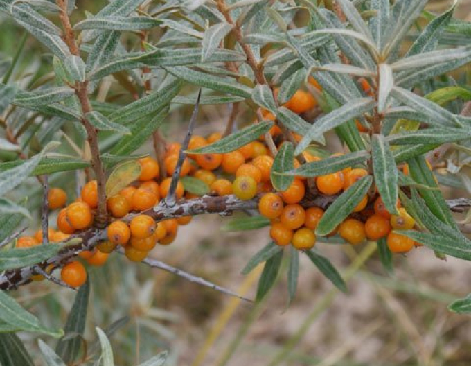 Cătină de mare feminin ´Nela´