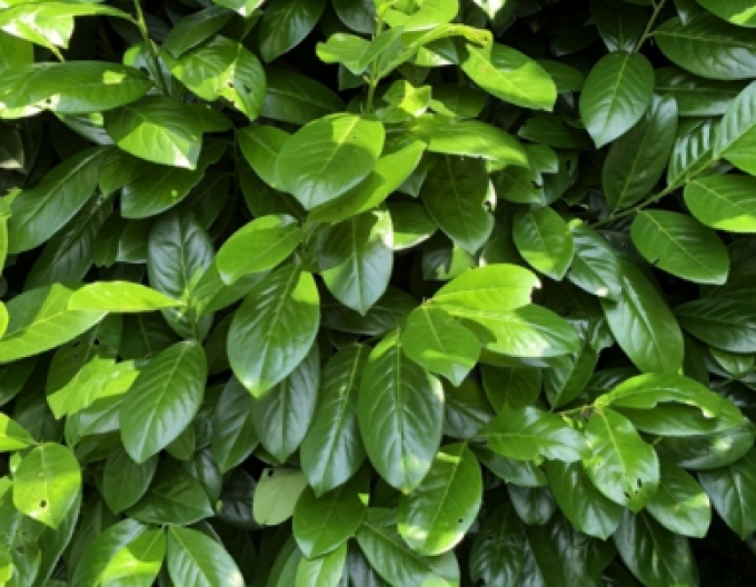 Prunus laurocerasus ´Novita´ 9x9