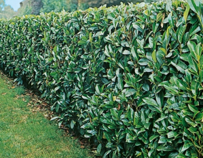 Prunus laurocerasus ´Novita´ 9x9