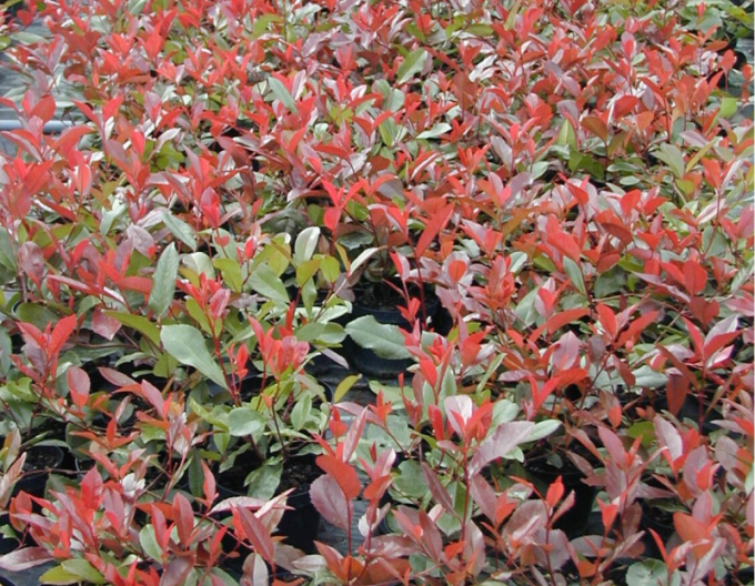 Photinia Red Robin 9x9