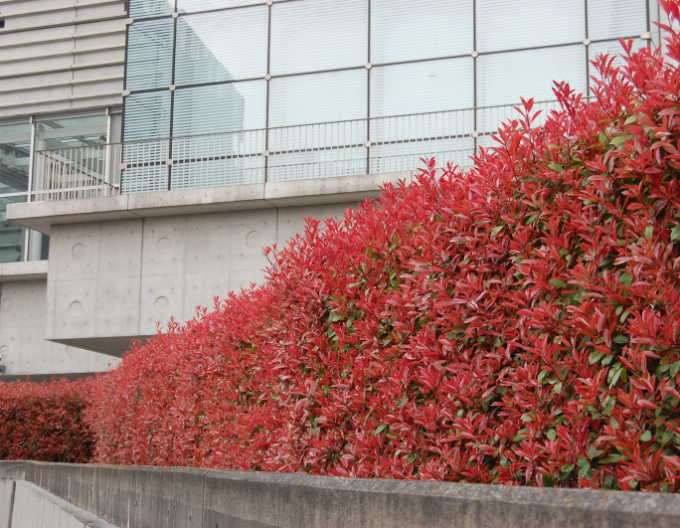 Photinia Red Robin 9x9