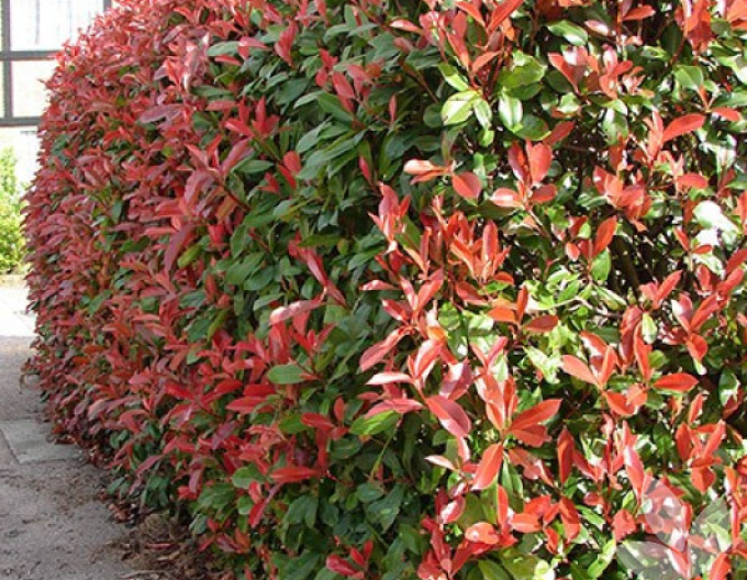 Photinia Red Robin 9x9