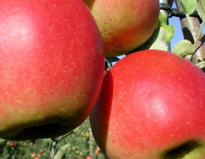 Măr Prima, toamnă, portaltoi M26, rădăcină liberă