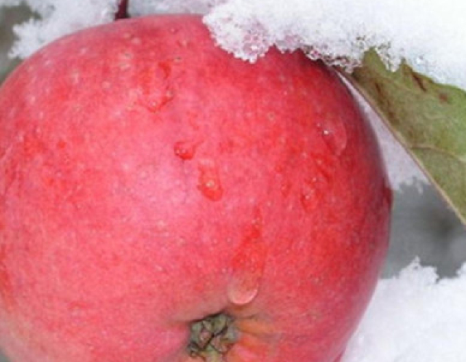 Măr Fuji de iarnă, sub. M26, vrac.