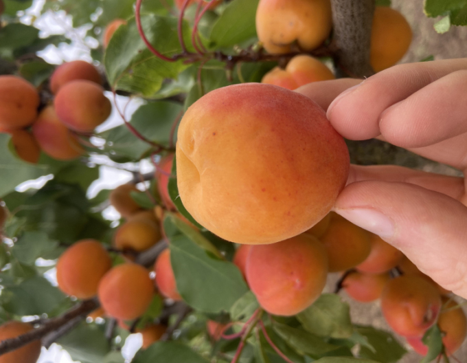 Cais ‘Bhart’, timpuriu, portaltoi Myrobalan, rădăcină liberă