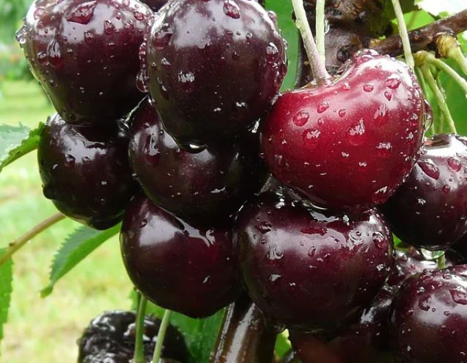 Cireș ´Jacinta´ timpurie, portaltoi Mahalebka, rădăcină liberă