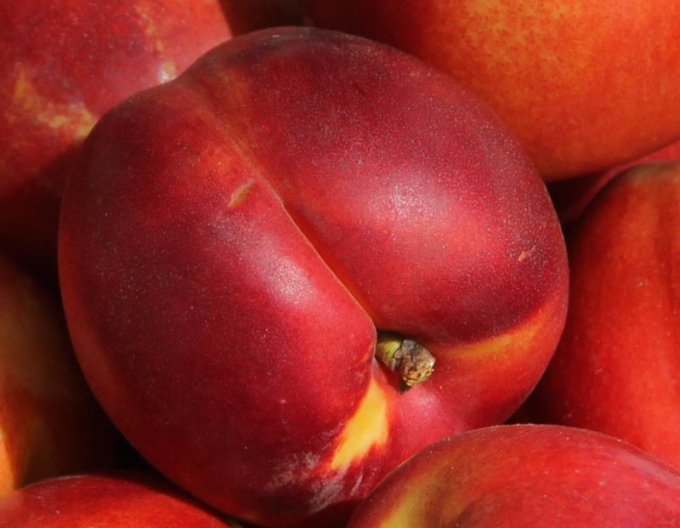 Nectarina ´Fantasia´ târzie, portaltoi GF677, rădăcină liberă