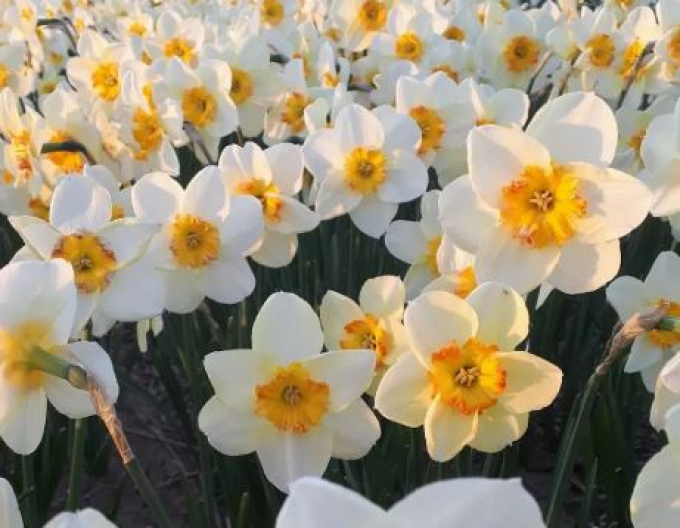 Narcise Infinity Joy´