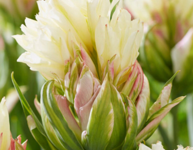 Lalea dublă "Mystery Valley