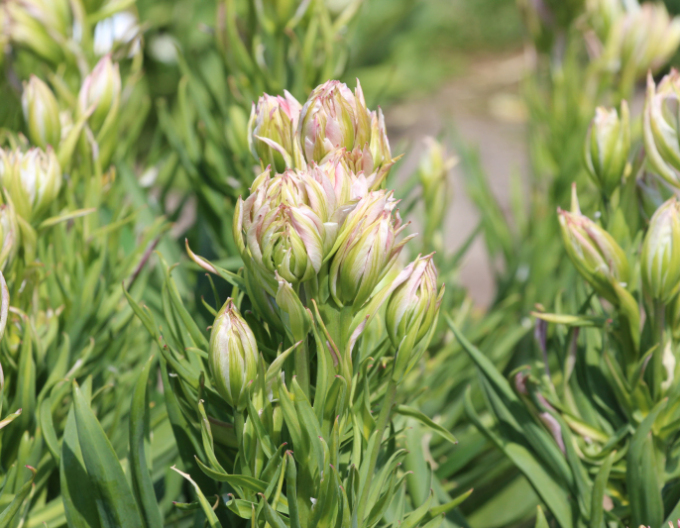 Lalea dublă "Mystery Valley