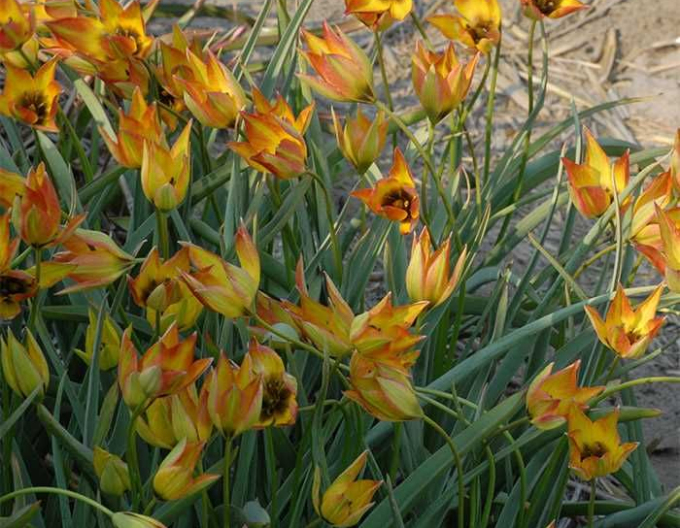 Lalea ´Orphanidea flava´