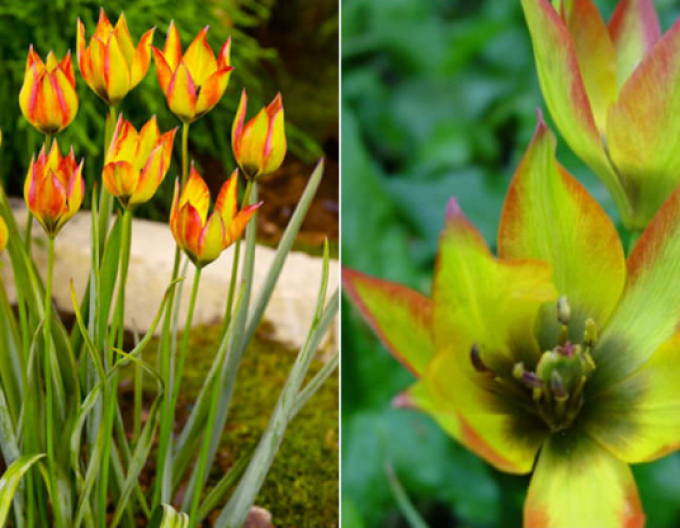 Lalea ´Orphanidea flava´