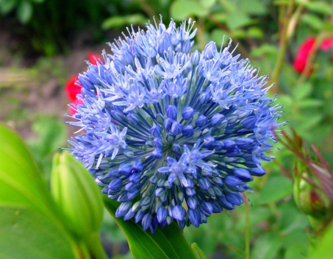 Usturoi ornamental Caeruleum