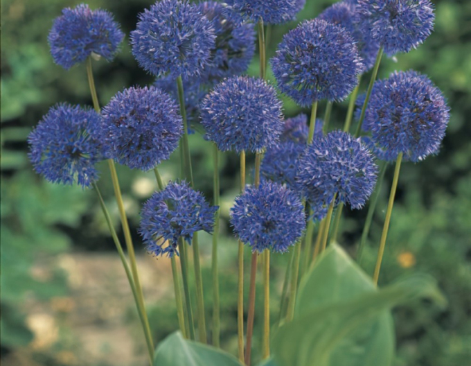 Usturoi ornamental Caeruleum