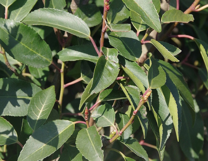 Laur portughez Angustifolia