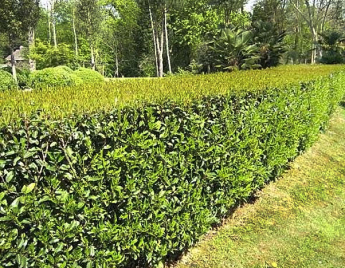 Laur portughez Angustifolia