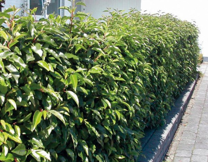 Laur portughez Angustifolia