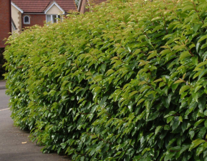 Laur portughez Angustifolia