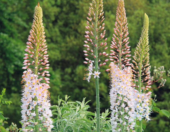 Lumănare de stepă - Eremurus 1pc