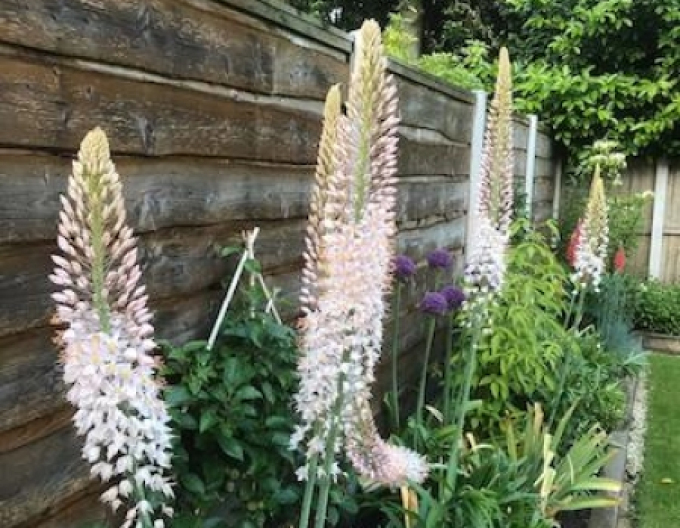 Lumănare de stepă - Eremurus 1pc