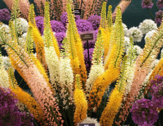 Lumănarea de stepă - Eremurus 1pc