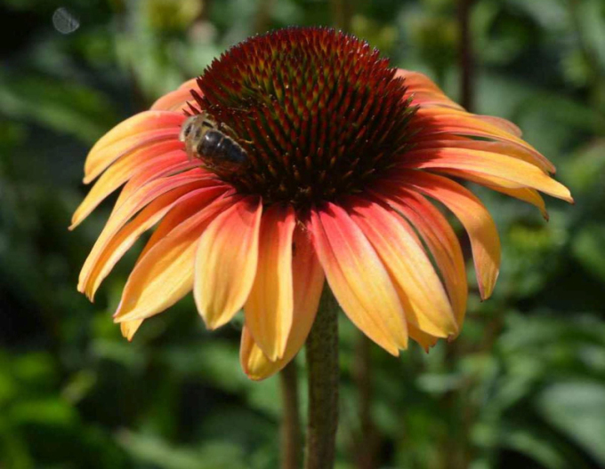 Echinacea Sombrero ´Yellow Red´