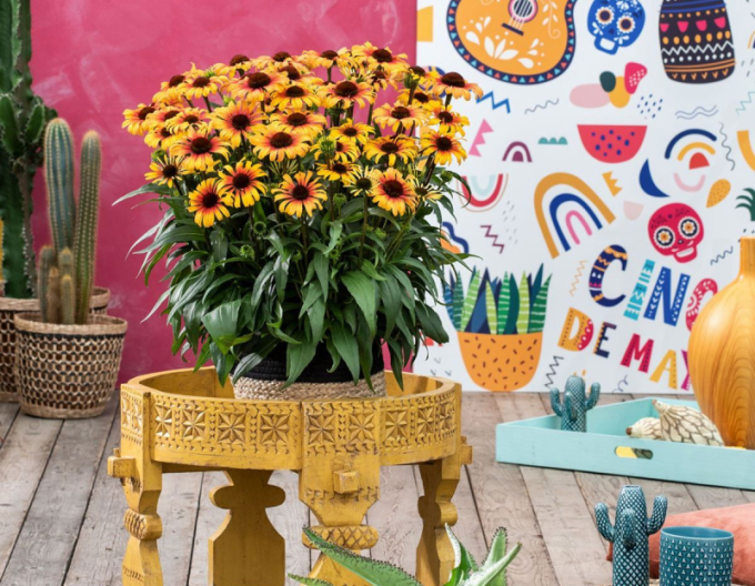 Echinacea Sombrero ´Yellow Red´