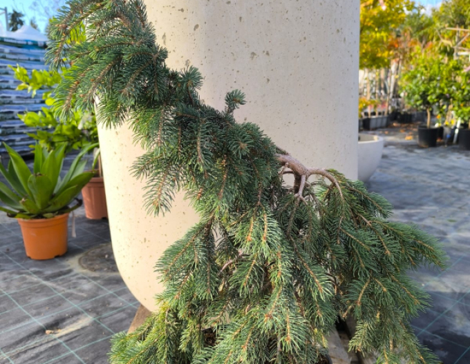 Molid alb ´The Blues´