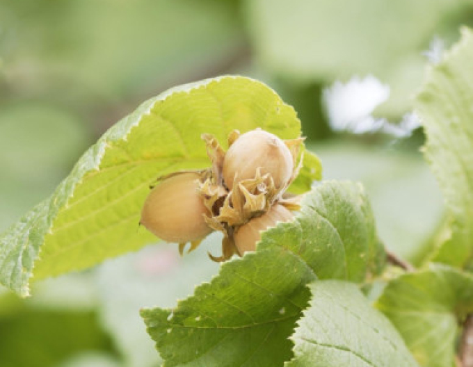 Alun ´Segorbe´, cont. 5l