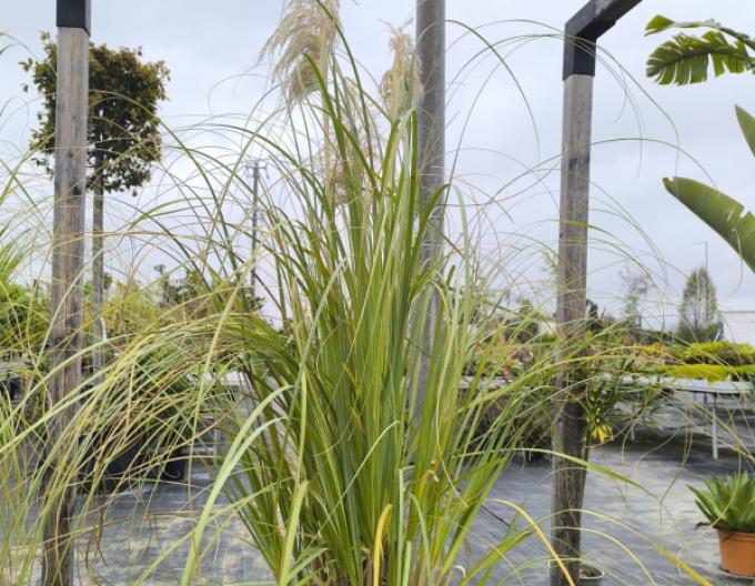 Cortaderia selloana (iarbă de pampas) ´Albă´
