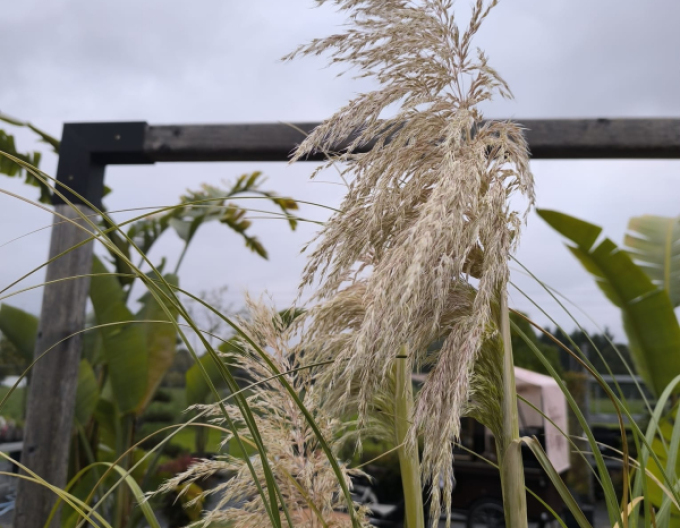 Cortaderia selloana (iarbă de pampas) ´Albă´