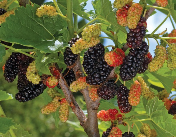 Dud  ´Gerardi Dwarf´