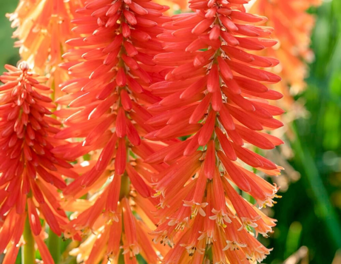 Kniphofia ´Poco Orange´
