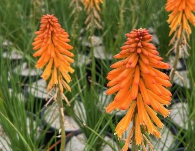 Kniphofia ´Poco Orange´