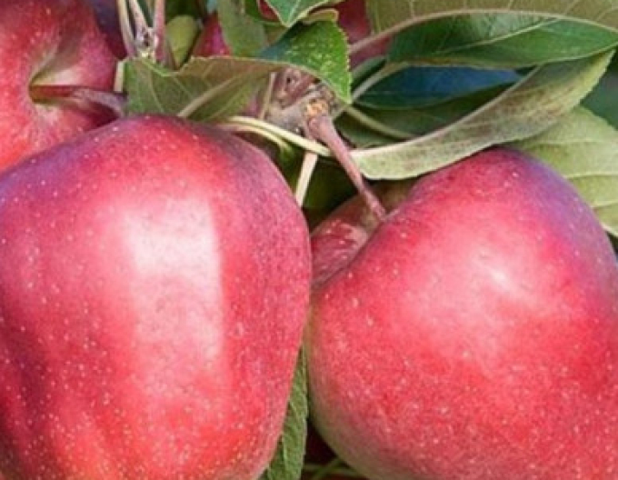 Măr ´Gloster´ iarnă, portaltoi. A2, rădăcină liberă