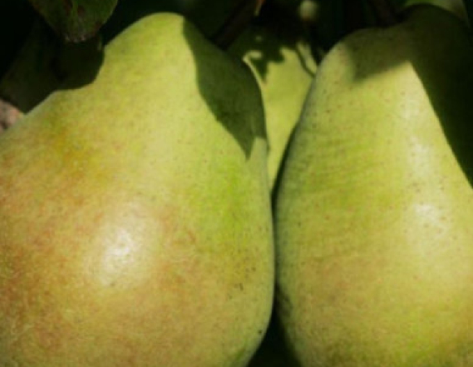 Păr de iarnă ´Lucasova´, portaltoi Dula cu altoi Konferencia, rădăcină liberă