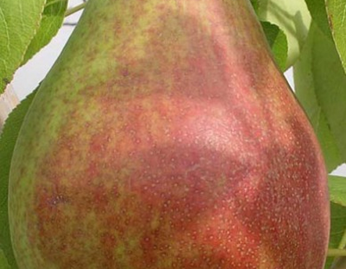 Păr de vară ´Clappova´, portaltoi Dula cu altoi Konferencia, rădăcină liberă