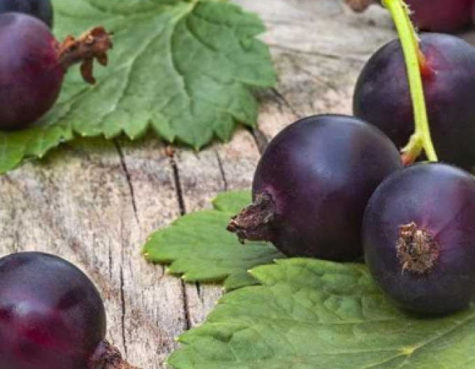 Josta – pom fructifer liber rădăcină (tip copăcel)