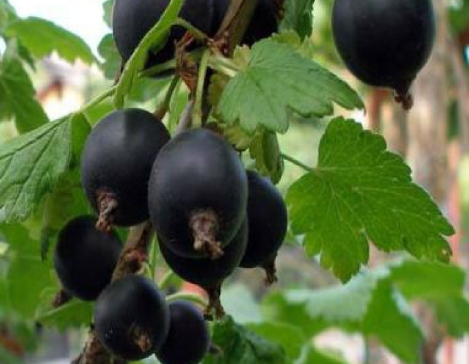 Josta – pom fructifer liber rădăcină (tip copăcel)